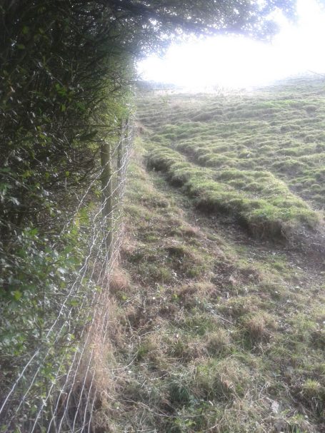 A winding path through a grassy field bordered by a hedge and fence.