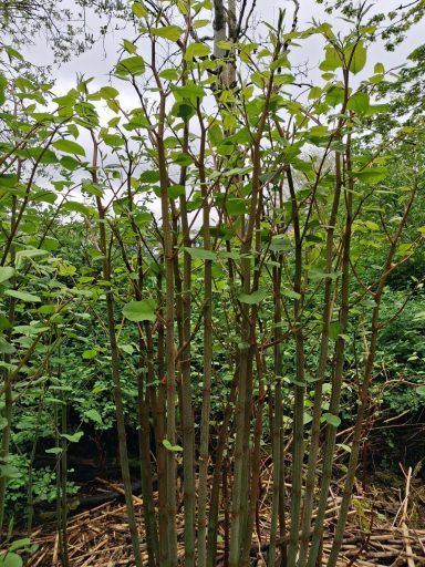 Dense cluster of slender, green shoots with small leaves, set in a natural landscape.