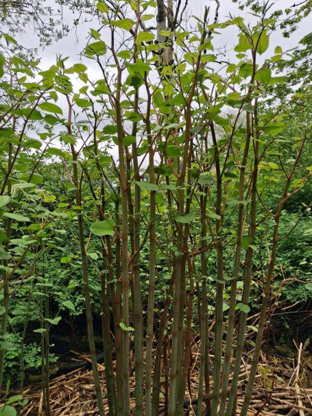 Group of tall, slender plants with green leaves in a wooded area.