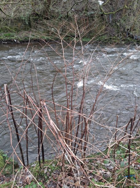 Bare branches by a flowing river, surrounded by lush greenery.