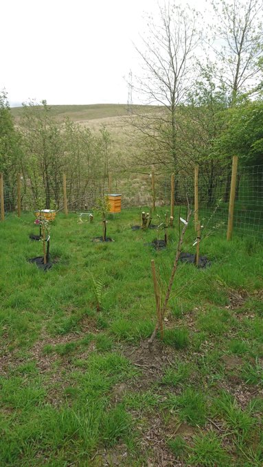 A garden area with newly planted trees surrounded by grass and fences.