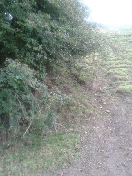 A path beside dense greenery and a sloped, grassy area.