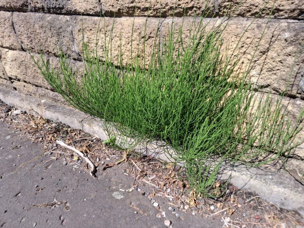 Green grasses growing in a crack between stone bricks along a pathway.