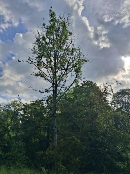 Tall tree with sparse leaves against a backdrop of cloudy sky and lush greenery.