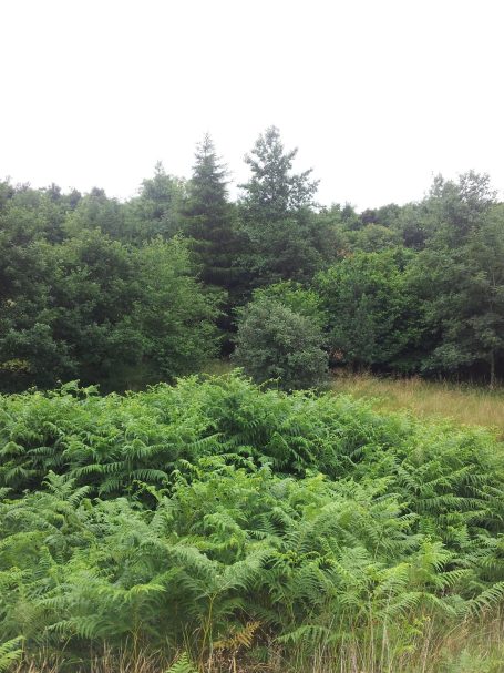 Lush green foliage and trees in a natural woodland setting.
