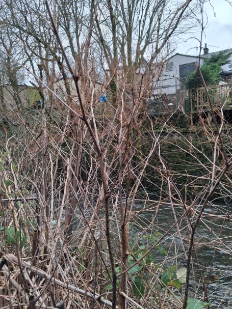 Bare branches in the foreground with a river and buildings in the background.