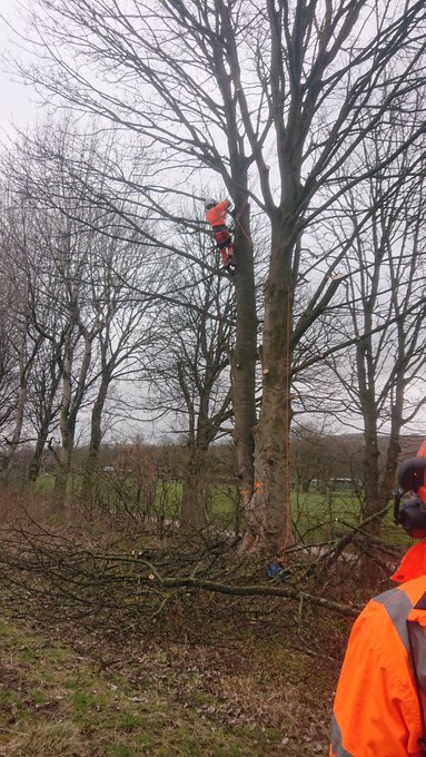 A person in an orange safety outfit working high up in a tree.