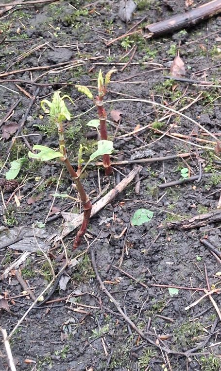 Young green shoots emerging from brown soil, surrounded by small plants and debris.
