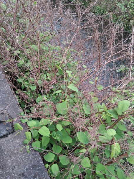 Dense foliage with a mix of green leaves and brown stems along a stone edge.