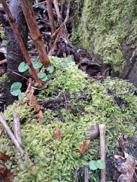 Moss-covered ground with small green leaves and twigs.