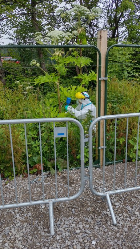 Worker in safety gear tending to plants behind a fenced area with barriers.