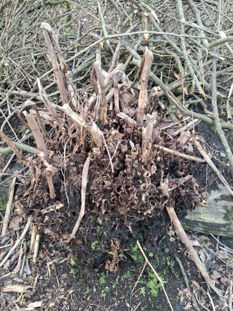 A cluster of twisted, dry sticks and roots among sparse vegetation.
