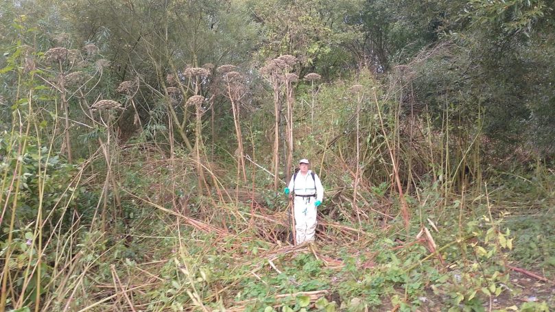Person in protective gear stands among tall plants in a densely wooded area.
